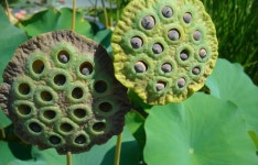 연자에 있는 Jin Soon님의 핀