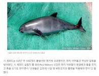 시 셰퍼드 관련 소식봤는데 왜이리 웃기지