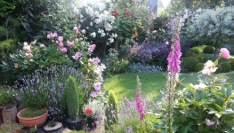 My cheshire garden – foxgloves and roses – caroline benedict...