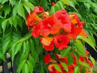 370. 대학교수 김병조