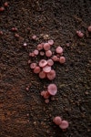 Ascocoryne sarcoides in 11월 2023 by Mildred Vedder · iNatura...