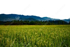 식물 논 마을, 쌀, 저녁, 마을 PNG 일러스트 및 이미지 에 대한 무료 다운로드 - Pngtree