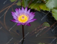 Violet lotus 이미지 (176978032) - 게티이미지뱅크 176978032 - 게티이미지뱅크