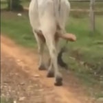 Full Send Hockey | Just wanna remind y’all that Darnell Nurs...