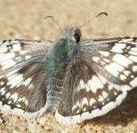 kevin-anderson의 프로필 · iNaturalist kevin-anderson의 프로필