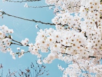 벚꽃 : 김주희597 - 네이버 OGQ마켓 소셜 크리에이터 플랫폼 - 네이버 OGQ마켓 2.0