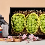 라이브 커머스 VJ 쓱공대 - EP.03 샤인머스켓 한정수량 특가