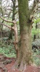 제주도비자림 - 아름다운 우리강산 풍경 인물 ... - 글로벌 지구촌 코리아나항공 제주도비자림