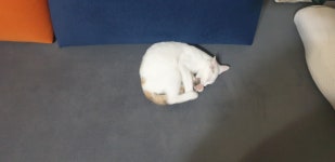 미호 최근 근황 - 오픈이슈갤러리 - 인벤 미호 최근 근황 - 오픈이슈갤러리