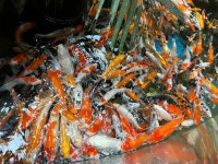 오늘 조의영역봄 - DogDrip.Net 개드립