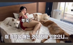 ㅇㅎ) 동물 유튜버, 애완동물 학대 논란 - DogDrip.Net 개드립