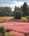 제주도 핑크뮬리 명소 Best 5 :: 분홍분홍 로맨틱한 가을 제주 여행 - KKday Korea 공식 블로그