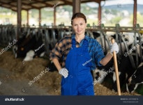 낙농장에서 젖소와 함께 일하는 성인 여성 스톡 사진 2575769573 | Shutterstock